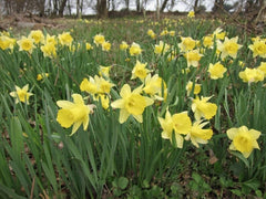 25 Wild Daffodil Bulbs - Narcissus pseudonarcissus, Yellow Spring Blooms | Ships as 25 dormant bulbs, no pot. Naturalizing wild daffodil, pale-yellow spring trumpets. Hardy USDA zones 3-10.