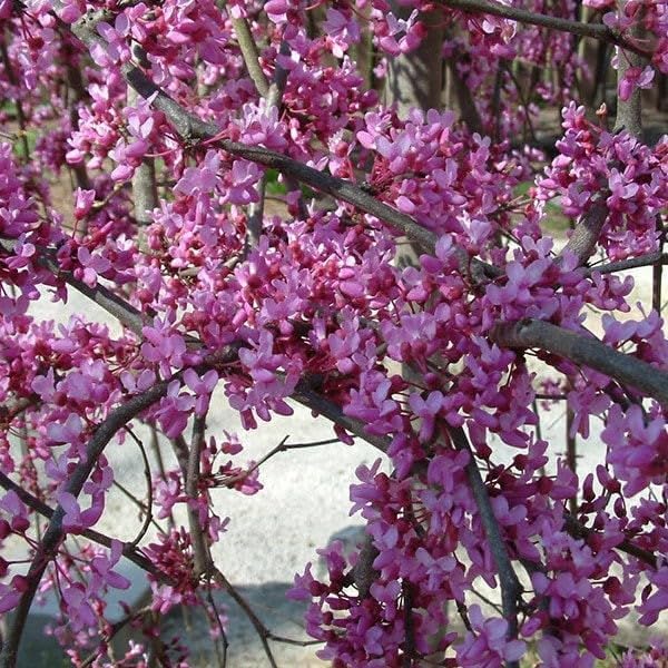 Eastern Redbud Tree Live Plant in 4 in Pot, 6-12 in - Cercis Canadensis | Ships as a live starter tree about 6-12 in tall in a 4 in pot. Rosy-pink spring blooms. Hardy in USDA zones 4-9.