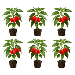 Set of 6 Carolina Reaper Pepper Live Plants, One of the Worlds Hottest Peppers, Edible, USDA Zones 9 to 11, Full Sun | One of the Worlds Hottest Peppers, Edible, USDA Zones 9 to 11, Full Sun