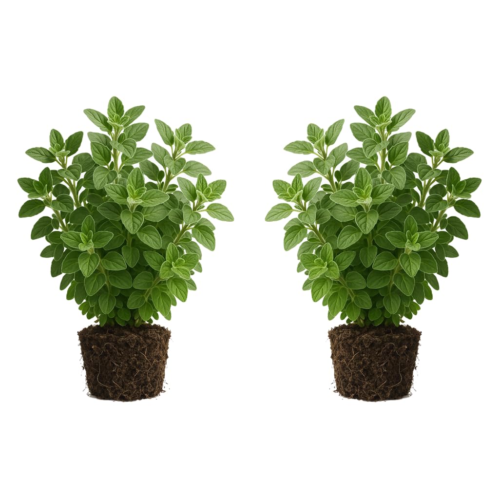 Set of 2 Greek Oregano Live Plants, Bold Flavor Culinary Herb, USDA Zones 5 to 11, Full Sun