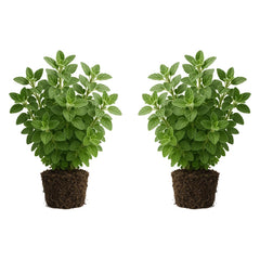 Set of 2 Greek Oregano Live Plants, Bold Flavor Culinary Herb, USDA Zones 5 to 11, Full Sun