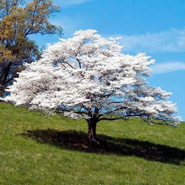 White Dogwood Tree Live Plant in Quart Pot, 10-16 in (Cornus Florida) | Ships as a live starter tree, 10-16 in tall in a quart pot. Native dogwood with white spring blooms. Hardy USDA zones 5-9.
