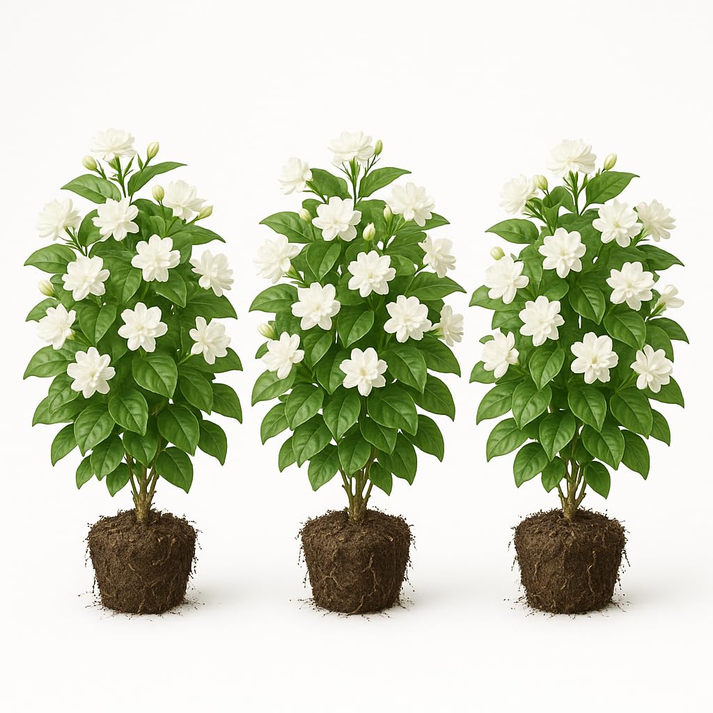 Set of 3 Maid of Orleans Sambac Jasmine Live Plants, Fragrant White Flowering Vine, USDA Zones 8 to 11, Full Sun