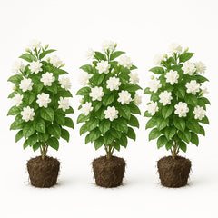 Set of 3 Maid of Orleans Sambac Jasmine Live Plants, Fragrant White Flowering Vine, USDA Zones 8 to 11, Full Sun