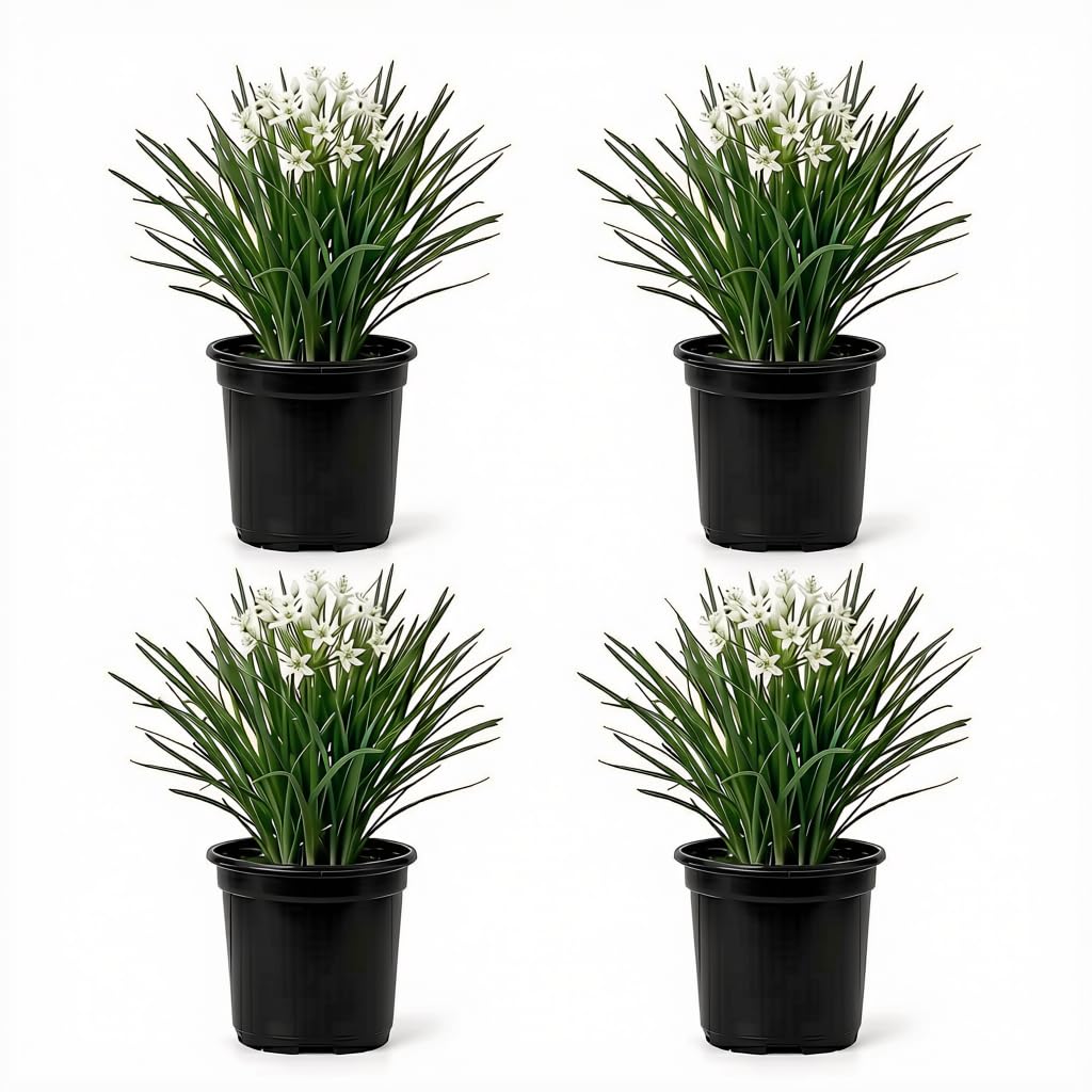 Set of 4 Garlic Chives Live Starter Plants, 4-8 Inches | Perennial Culinary Onion Herb, USDA Zones 3 to 9, Full Sun, No Pot