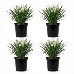Set of 4 Garlic Chives Live Starter Plants, 4-8 Inches | Perennial Culinary Onion Herb, USDA Zones 3 to 9, Full Sun, No Pot