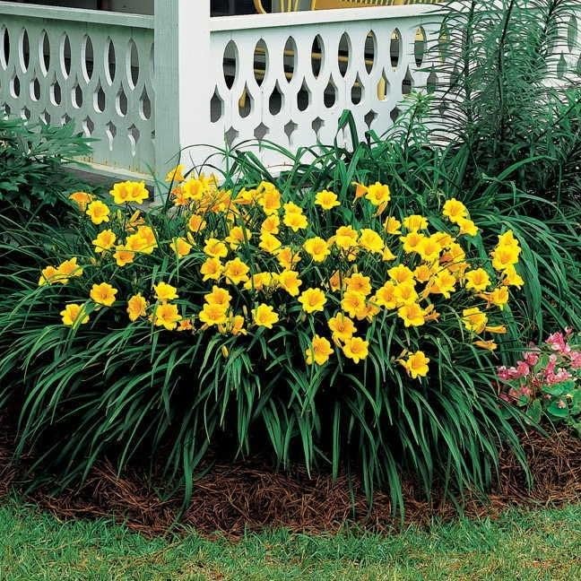10 Stella de Oro Daylily Bare Root Fans - Reblooming Golden Yellow | Ships as 10 bare-root fans, no pot. Compact reblooming daylily with golden blooms, 12-24 in. Hardy in USDA zones 4-9.