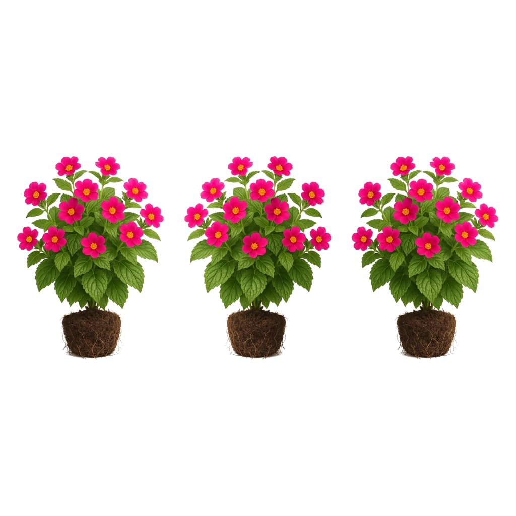 Set of 3 Coleus Florida Sun Rose Live Plants, Vivid Multicolor Foliage Plant, USDA Zones 10 to 11, Partial Shade