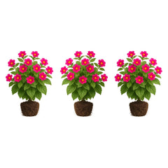Set of 3 Coleus Florida Sun Rose Live Plants, Vivid Multicolor Foliage Plant, USDA Zones 10 to 11, Partial Shade