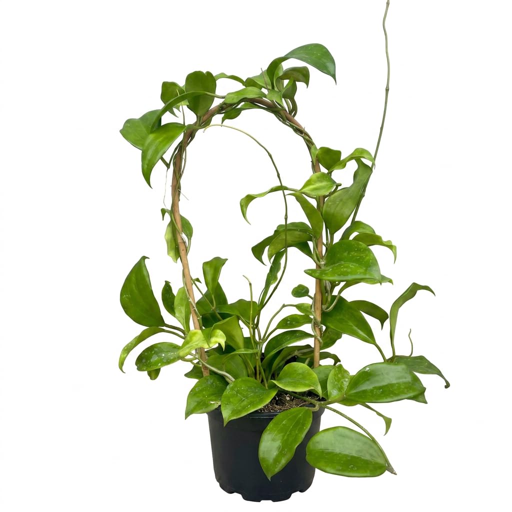 Hoya Quinquenervia Live Plant, Veined Leaf Wax Plant, Trailing Vine, USDA Zones 10 to 12, Partial Shade
