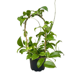 Hoya Quinquenervia Live Plant, Veined Leaf Wax Plant, Trailing Vine, USDA Zones 10 to 12, Partial Shade