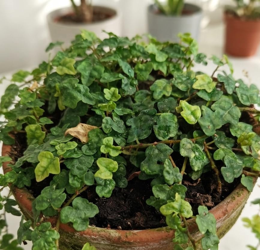 String of Frogs Live Plant, 4 in, Nursery Pot | Ficus pumila 'Quercifolia', tiny oak leaf shaped foliage, a tropical fig vine not a succulent