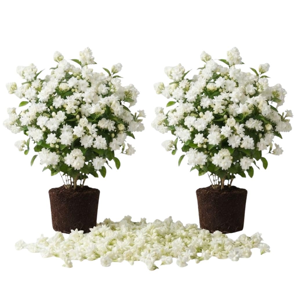 Set of 2 Maid of Orleans Arabian Jasmine Live Starter Plants, 4-8 Inches | Fragrant Double White Star-Shaped Blooms, USDA Zones 8 to 11, Full Sun, No Pot