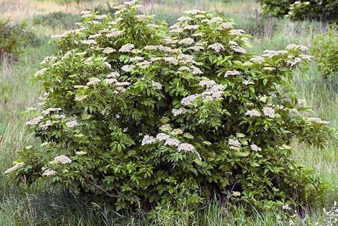 American Elderberry Live Plant in 4 in Pot - Sambucus Canadensis, Edible | Ships as a live starter shrub in a 4 in pot. Fast-growing native that yields edible dark-purple berries. Hardy zones 4-9.