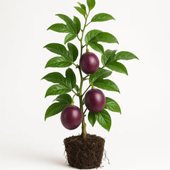 Possum Purple Passion Fruit Live Plant, Self-Fertile Cold Hardy Edible Purple Passionfruit Vine, USDA Zones 7 to 11, Full Sun