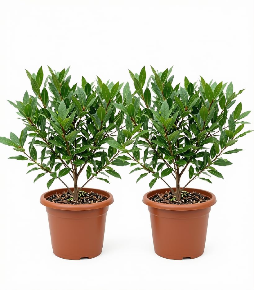 Set of 2 Mediterranean Sweet Bay Laurel Live Plants, 4-8 Inches | Culinary Evergreen Bay Leaf Herb Tree (Laurus Nobilis), USDA Zones 8 to 11, Full Sun to Partial Shade, No Pot