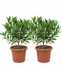 Set of 2 Mediterranean Sweet Bay Laurel Live Plants, 4-8 Inches | Culinary Evergreen Bay Leaf Herb Tree (Laurus Nobilis), USDA Zones 8 to 11, Full Sun to Partial Shade, No Pot