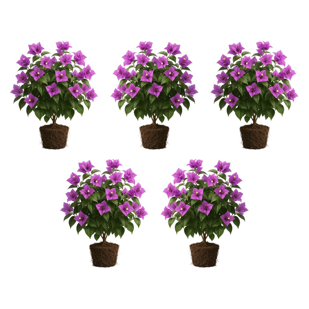 Set of 5 Bougainvillea Purple Live Plants, Vibrant Colorful Bract Flowering Vine for Trellis, USDA Zones 9 to 11, Full Sun