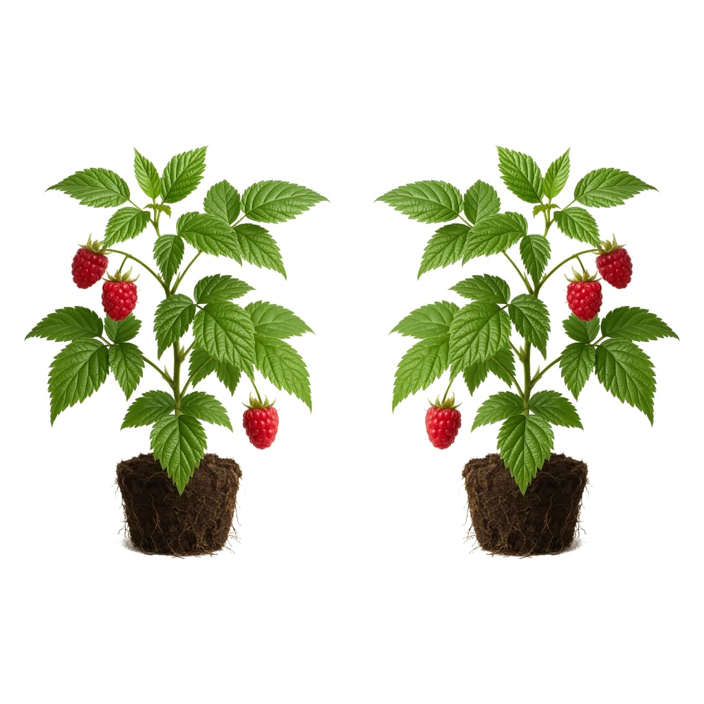 Set of 2 Raspberry Glencoe Thornless Live Plants, Sweet Berry Cane Fruit Plant, USDA Zones 4 to 8, Full Sun