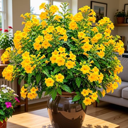 Set of 2 Tecoma Stans Yellow Bells Live Plants, 4-8 Inches | Yellow Bells Trumpet Flowering Shrub, USDA Zones 8 to 11, Full Sun, No Pot