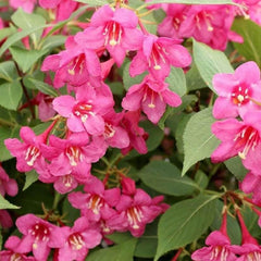 Pink Weigela Live Plant in 4 in Pot - Flowering Shrub, Hardy Zones 4-8 | Ships as a live starter plant in a 4 in pot. Old-fashioned shrub with pink spring flowers loved by hummingbirds. Zones 4-8.