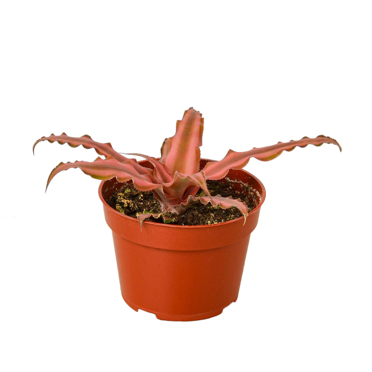 Cryptanthus 'Pink Star' live houseplant