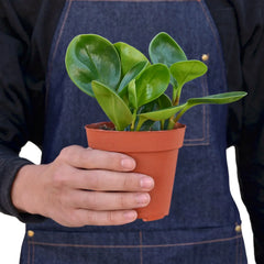 Peperomia Thailand - photo 3