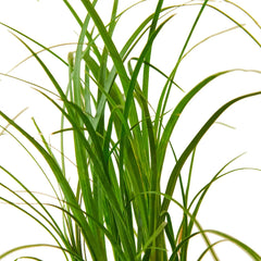 Palm Ponytail - photo 2