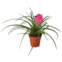 Bromeliad Cyanea 'Pink Quill' live houseplant