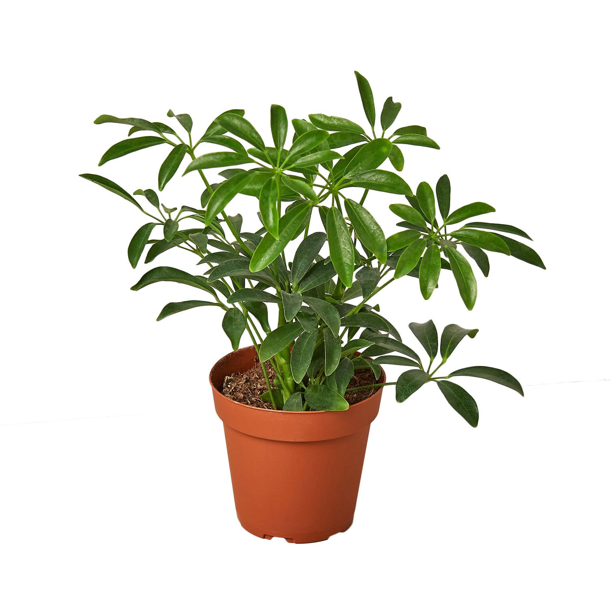 Schefflera Arboricola 'Umbrella' live houseplant