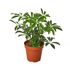 Schefflera Arboricola 'Umbrella' live houseplant