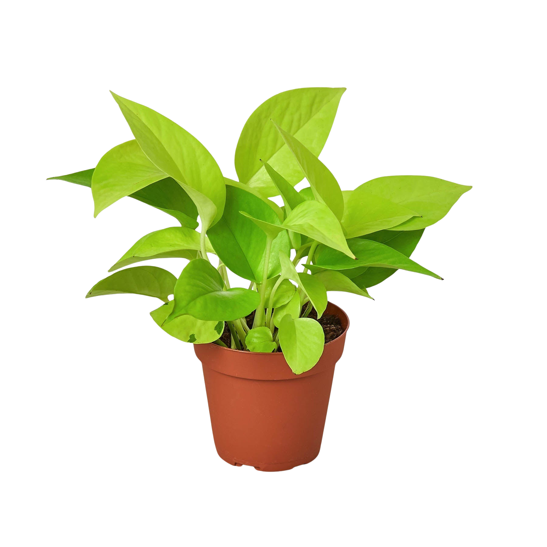 Pothos 'Neon' live houseplant