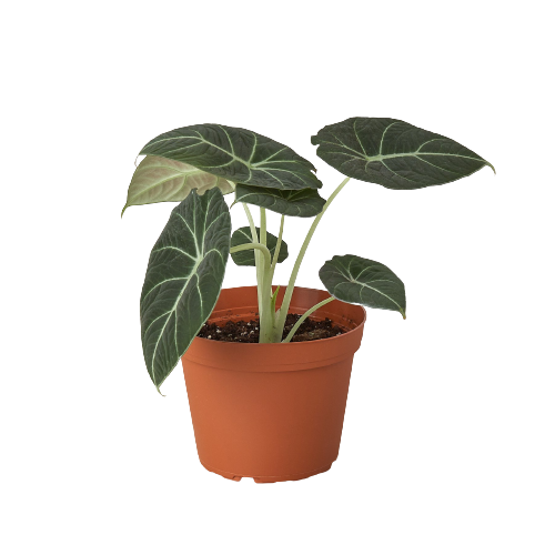 Alocasia Reginula 'Black Velvet' - photo 3