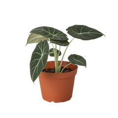Alocasia Reginula 'Black Velvet' - photo 3