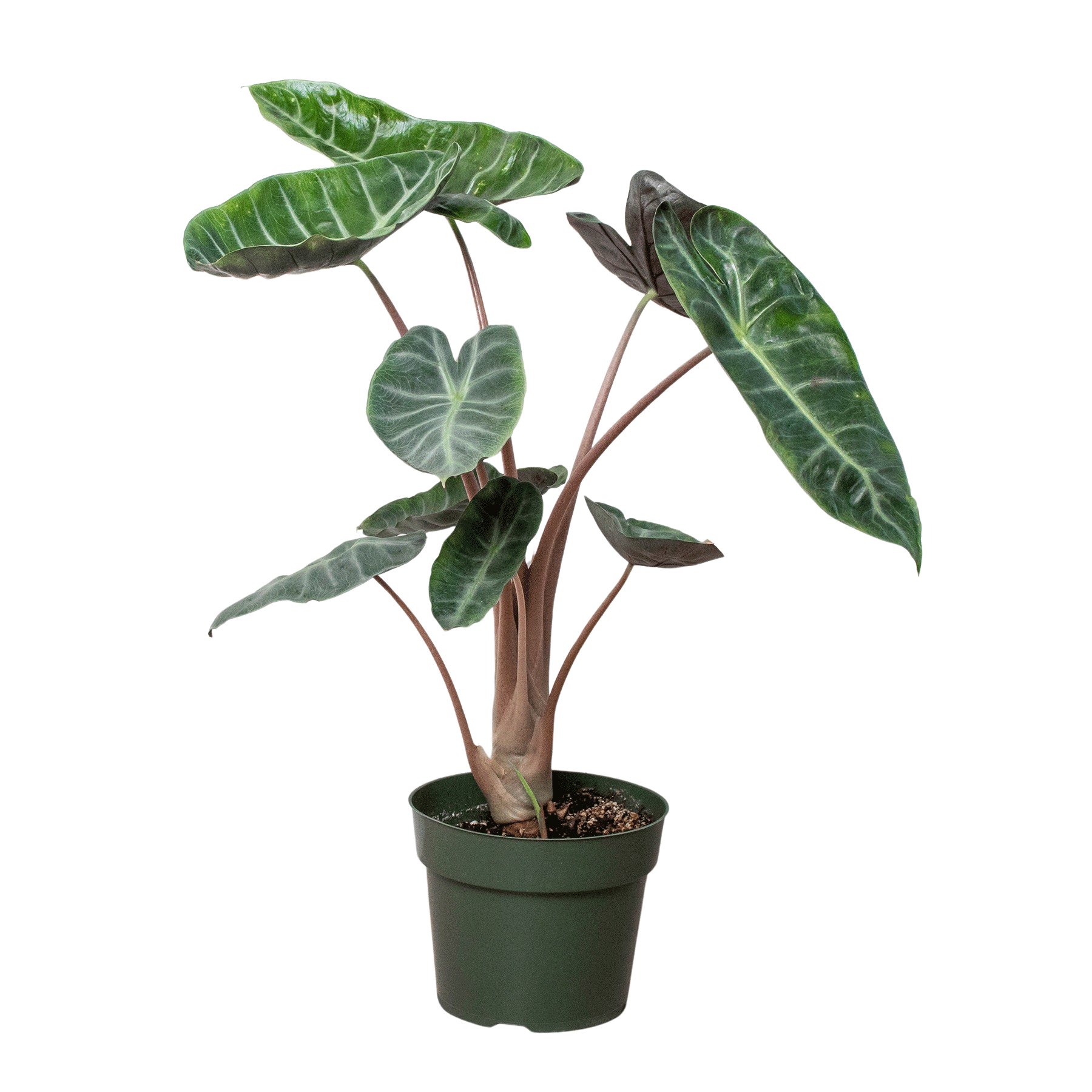 Alocasia Pink Dragon - photo 3