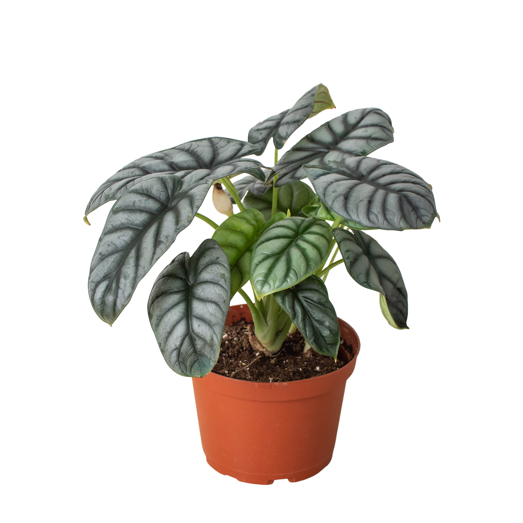 Alocasia Silver Dragon live houseplant