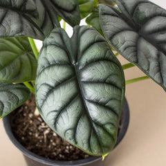 Alocasia Silver Dragon - photo 4