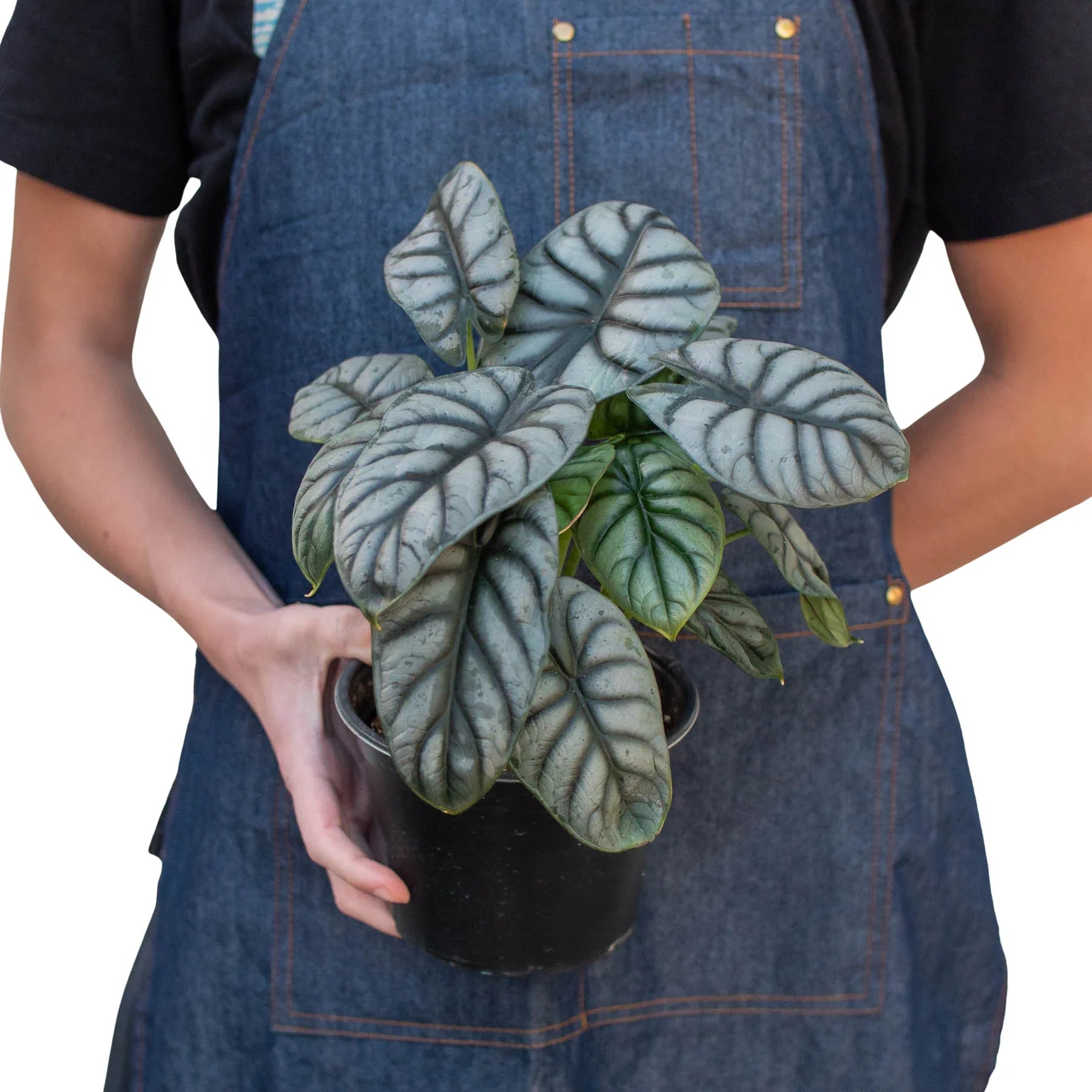 Alocasia Silver Dragon - photo 5
