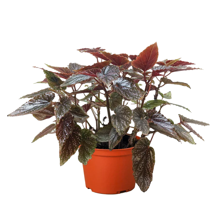 Begonia 'Corallina' live houseplant