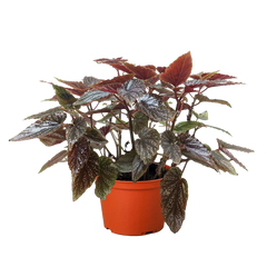Begonia 'Corallina' live houseplant