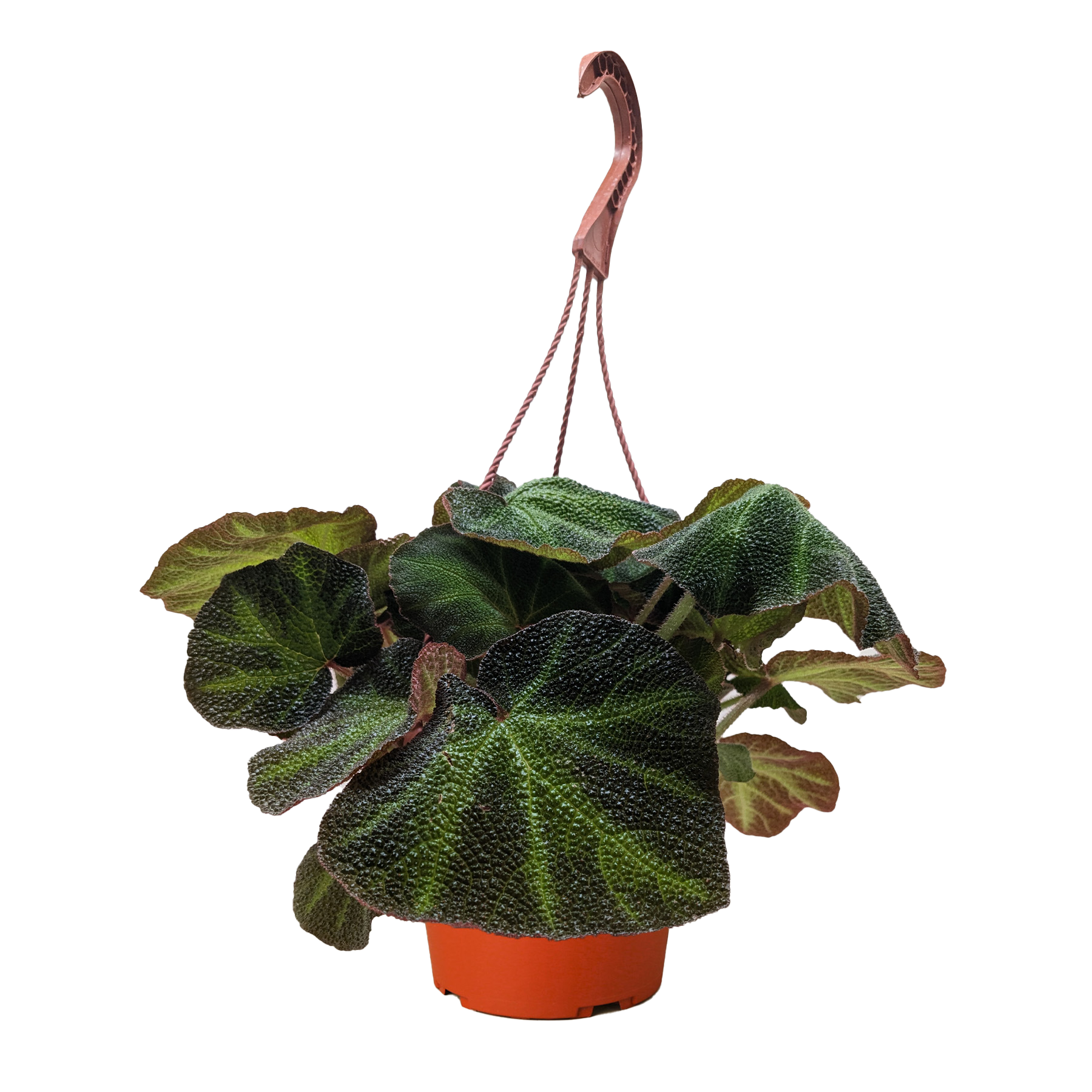 Begonia 'Soli Mutata' live houseplant