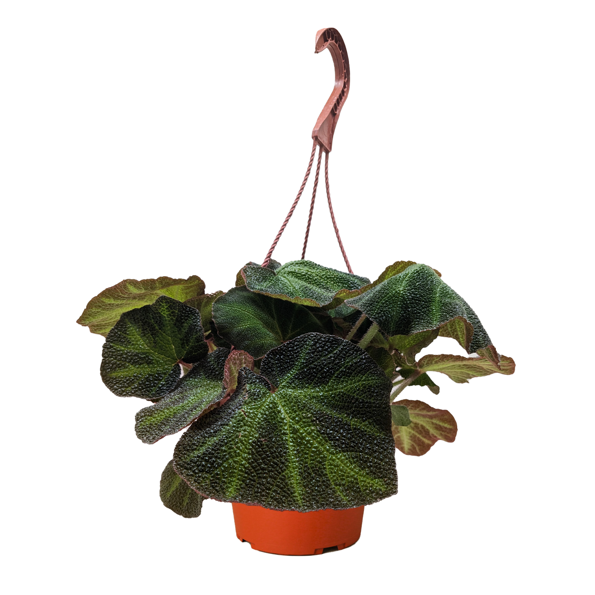 Begonia 'Soli Mutata' live houseplant