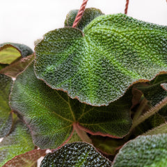 Begonia 'Soli Mutata' - photo 2