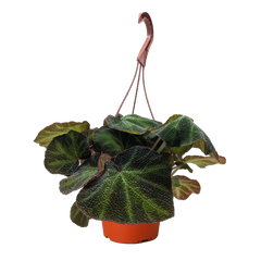 Begonia 'Soli Mutata' live houseplant