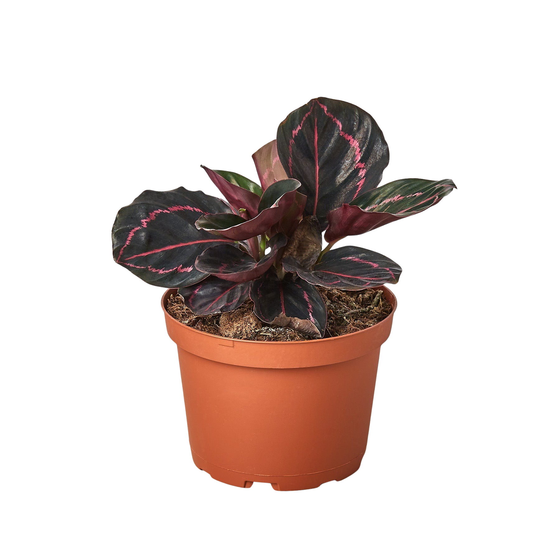 Calathea 'Dottie' live houseplant