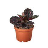 Low Light Room Set - 3 Large Houseplants