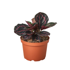 Calathea 'Dottie' - part of the Low Light Room Set