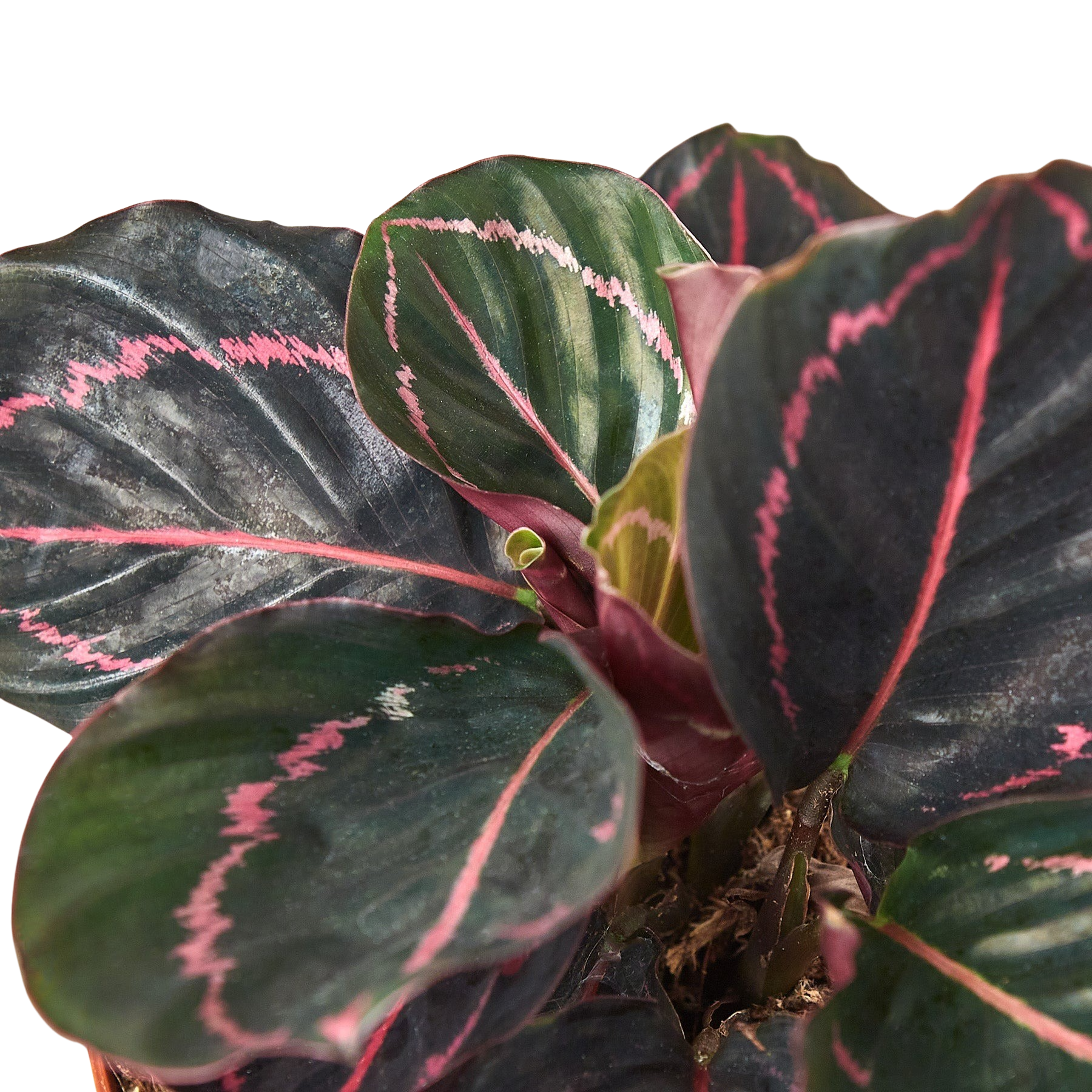 Calathea 'Dottie' - photo 6
