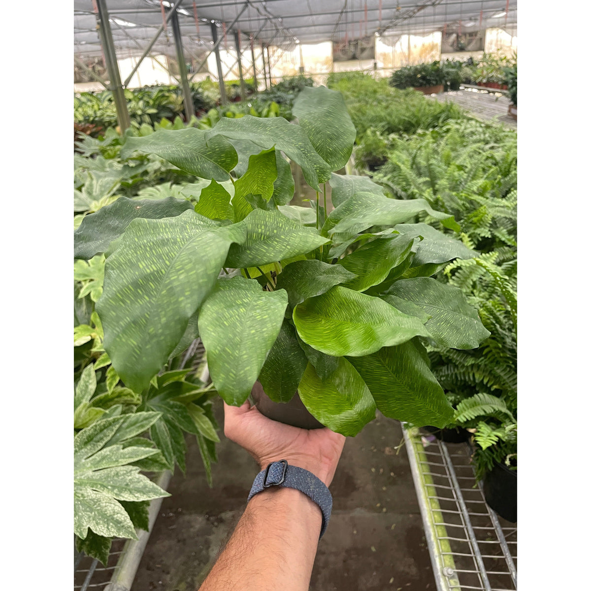 Calathea 'Musaica' live houseplant