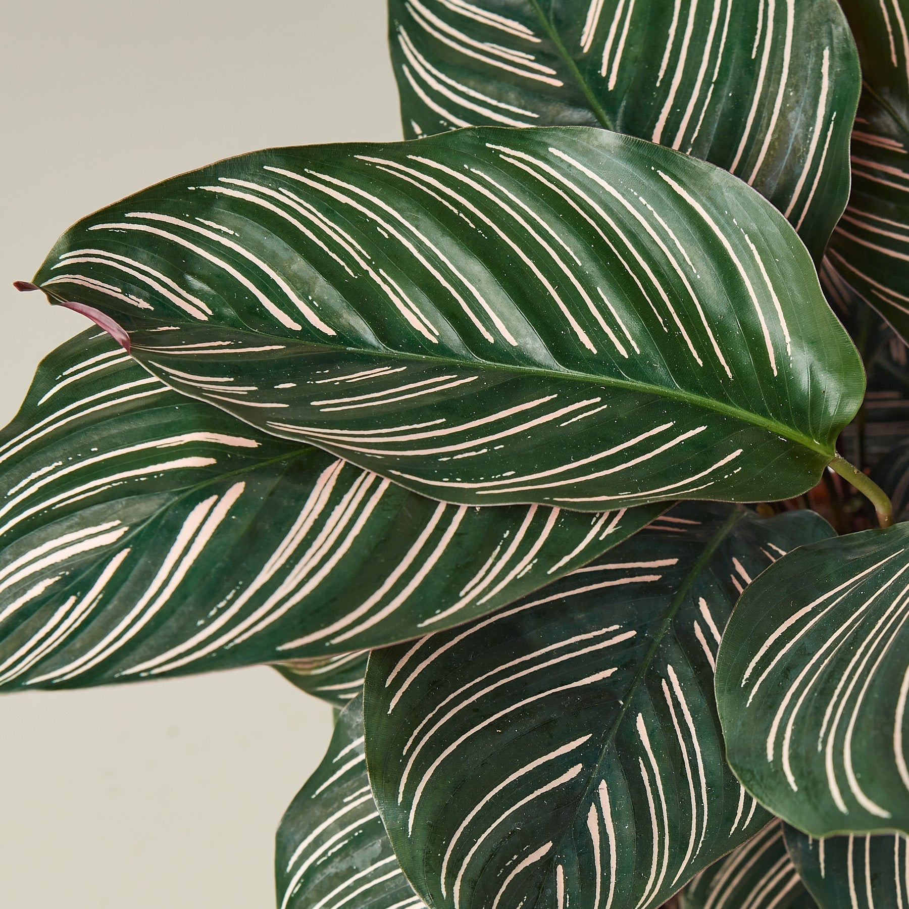 Calathea 'Ornata' - photo 5